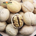 Topkwaliteit bulk rauwe Xinjiang Walnut In Shell